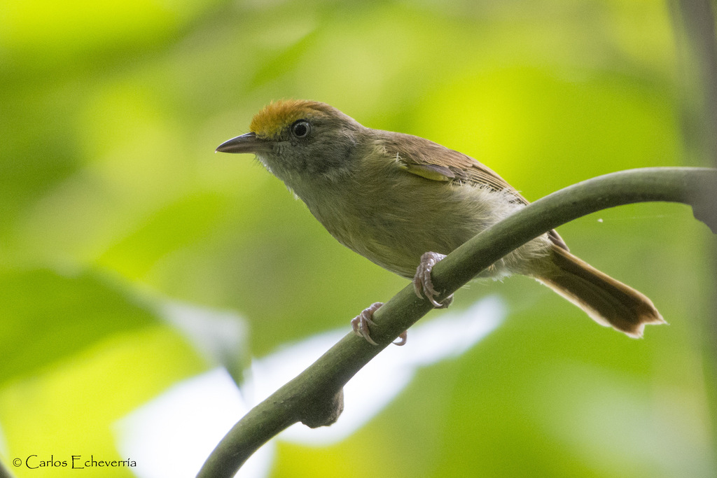 Ochre-crowned Greenlet photo