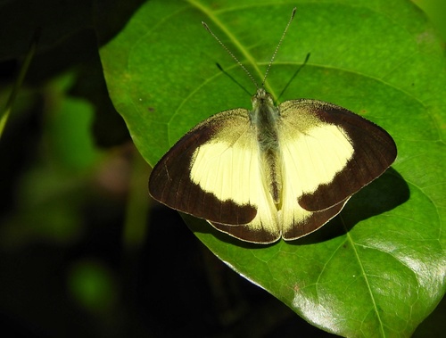 Saletara panda (Godart, 1819)