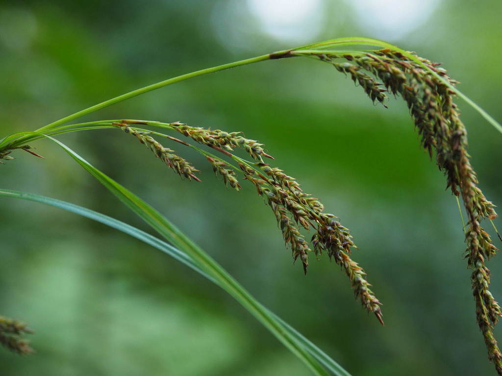 Carex brunnea (Carex brunnea)