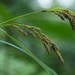 Carex brunnea - Photo (c) greenlapwing, כל הזכויות שמורות, הועלה על ידי greenlapwing