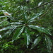 Litsea pseudoelongata - Photo (c) greenlapwing, todos los derechos reservados, subido por greenlapwing