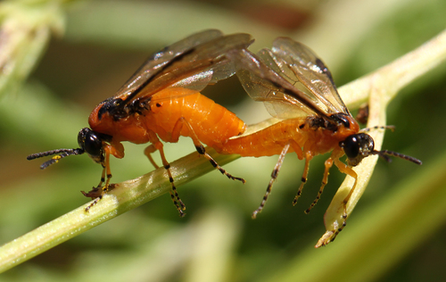Turnip Sawfly