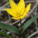 Tulipa dasystemon - Photo (c) Wild Chroma, todos los derechos reservados