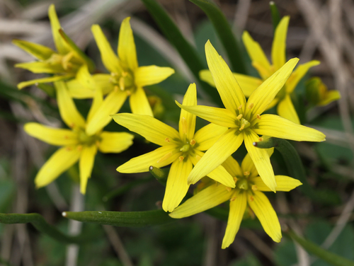 Gagea filiformis (Ledeb.) Kar. & Kir.