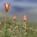 Tulipa tetraphylla - Photo (c) Wild Chroma, all rights reserved, uploaded by Wild Chroma