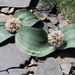 Allium karataviense - Photo (c) Wild Chroma, todos os direitos reservados, uploaded by Wild Chroma