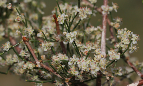 Calligonum elegans