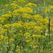 Patrinia scabiosifolia - Photo (c) snv2, todos los derechos reservados, uploaded by snv2