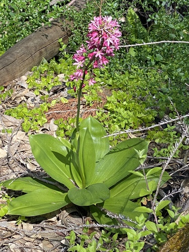 Andrew's Clintonia
