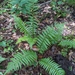 Southern Wood Fern - Photo (c) Eric Ungberg, all rights reserved, uploaded by Eric Ungberg