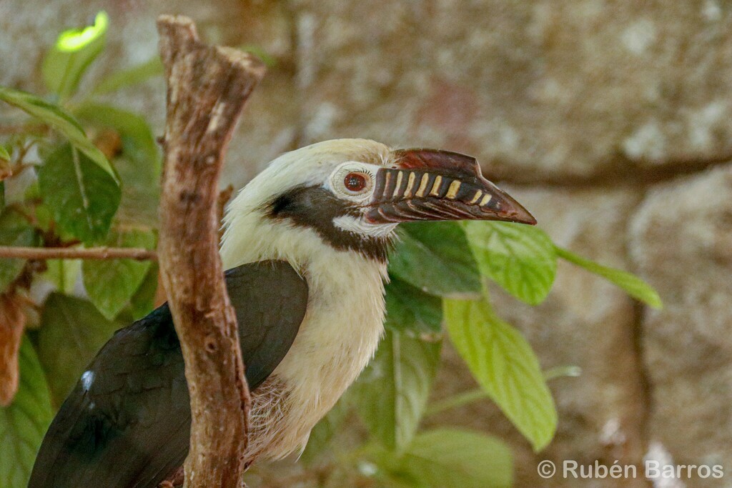 Visayan Hornbill photo
