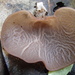 Auricularia subglabra - Photo (c) Susanne Sourell, all rights reserved, uploaded by Susanne Sourell