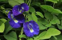 Blue Pea