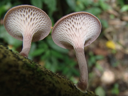 Neofavolus subpurpurascens