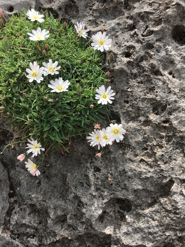 small rocklettuce (Pinaropappus parvus)