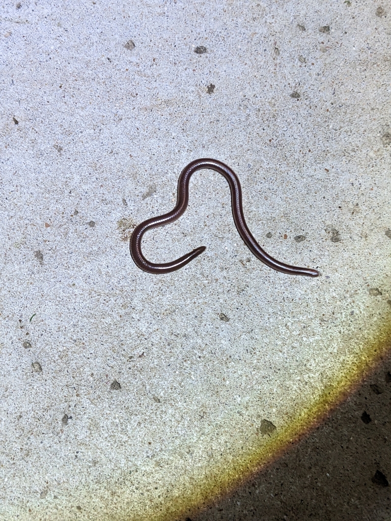 Texas Blind Snake in May 2023 by Lisa Simmons · iNaturalist