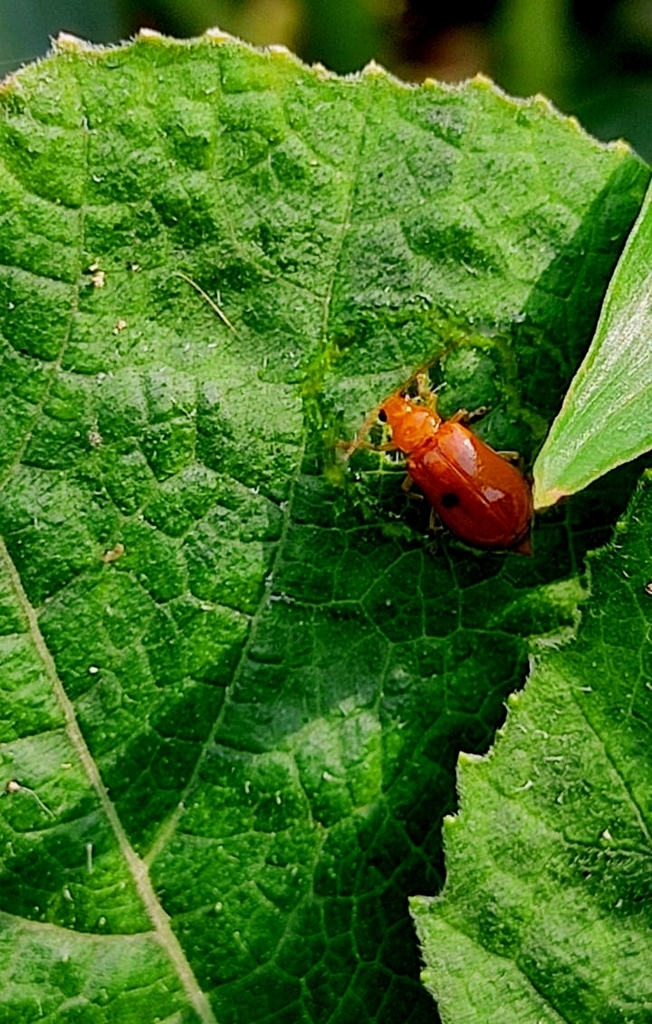 Aulacophora indica from Haora, INWB, IN on May 30, 2023 at 0415 PM by