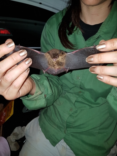 Diminutive Serotine (Neoeptesicus diminutus) — Data Deficient Mammalia