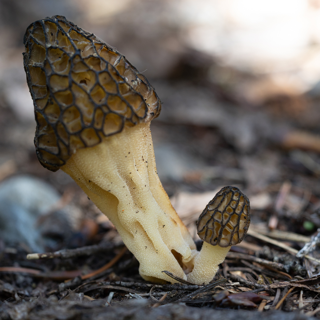 Black Morels from Kittitas County, WA, USA on May 28, 2023 at 0158 PM by Manuel Mendoza
