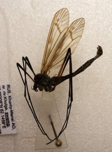 Pedicia arctica