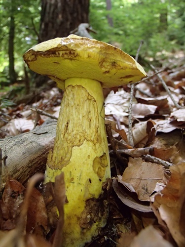 Neoboletus pseudosulphureus