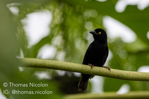 Vieillot's Black Weaver