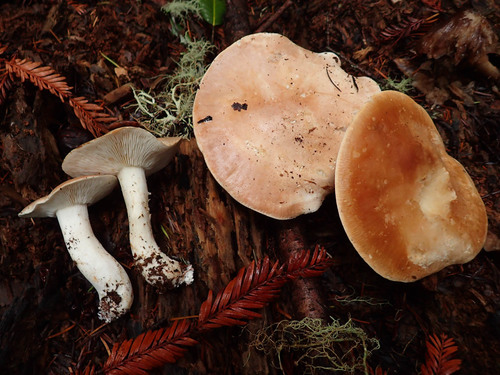 Bitter Brown Leucopax