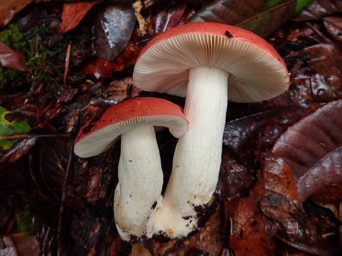 Winter Russula