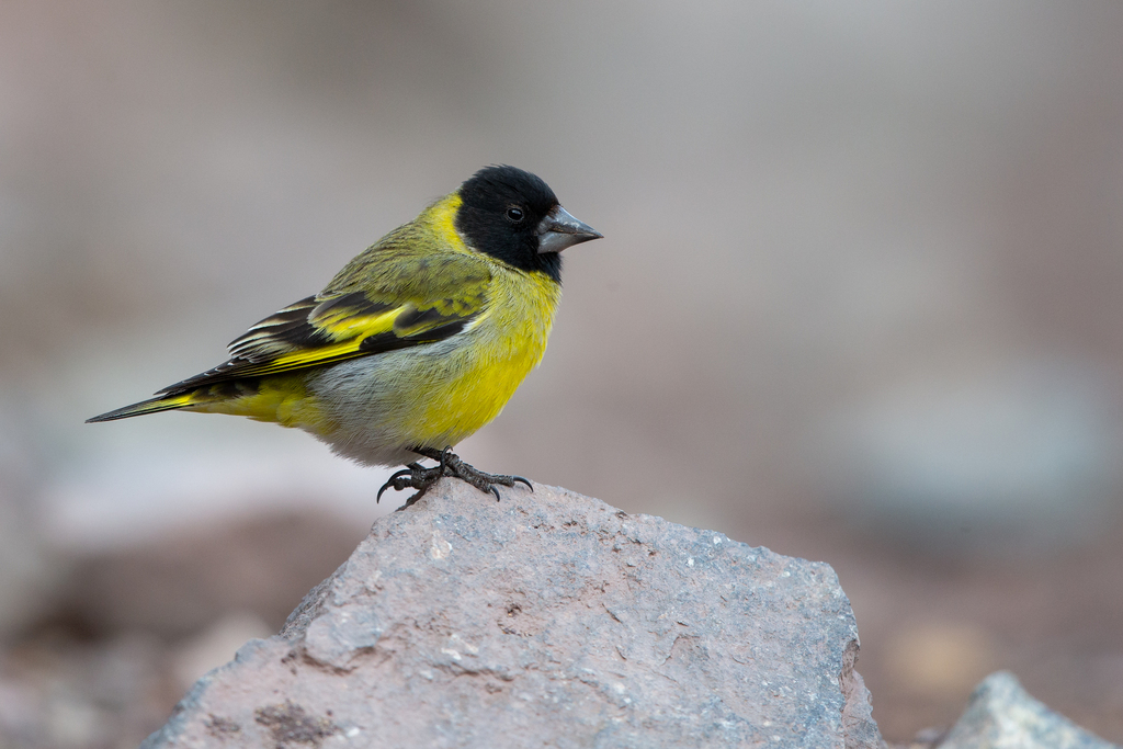 Thick-billed Siskin (Spinus crassirostris) photo
