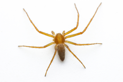 White-striped Running Crab Spider
