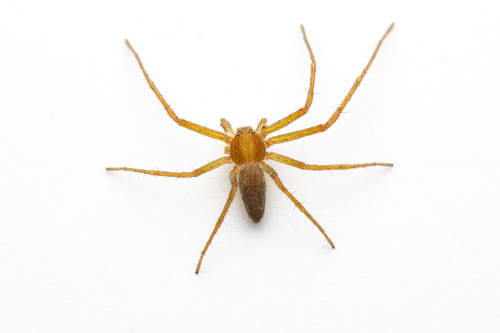 Philodromus rufus nuotrauka