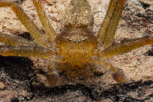 White-striped Running Crab Spider