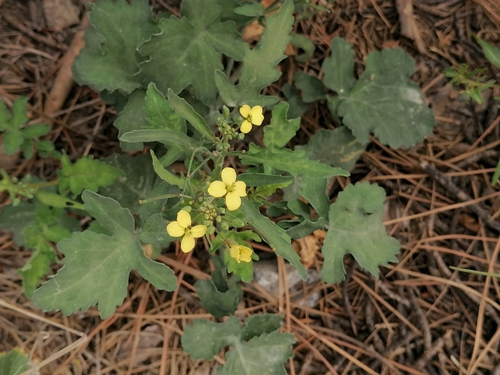 Brassica fruticulosa Cirillo