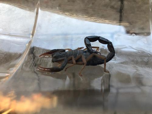 Centruroides tapachulaensis