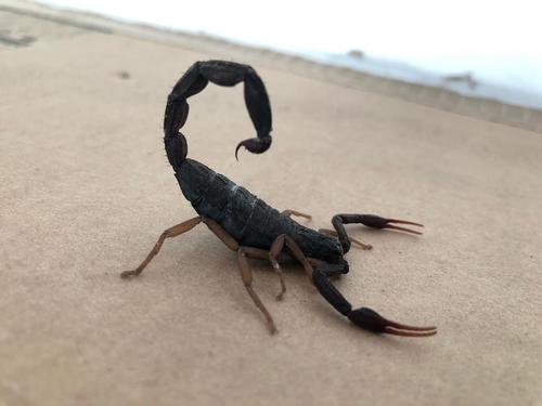 Slender Brown Scorpion