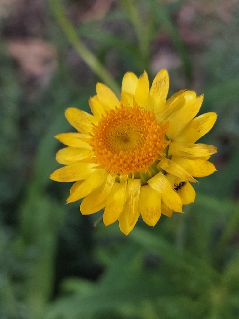 Xerochrysum bracteatum — a medium houseplant, prefers full sun light