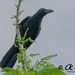 Corvus macrorhynchos philippinus - Photo (c) Chan Chee Keong, όλα τα δικαιώματα διατηρούνται, uploaded by Chan Chee Keong