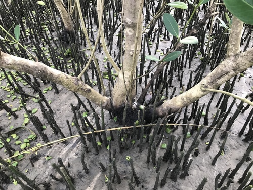 black mangrove