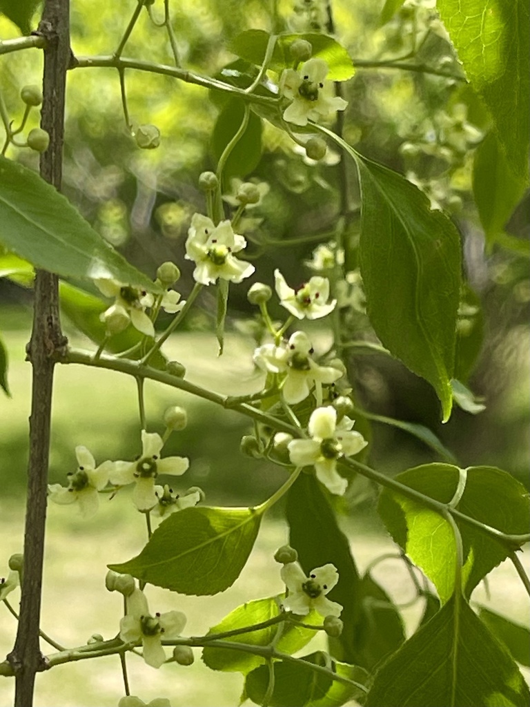 spindles from Wilmington, OH, US on May 30, 2023 at 0121 PM by Hikelife1208 · iNaturalist