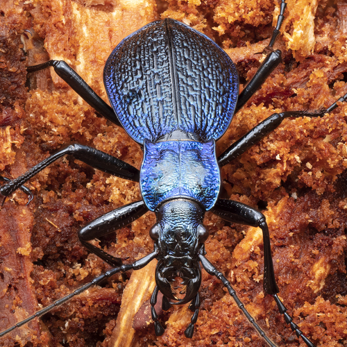 Blue Ground Beetle