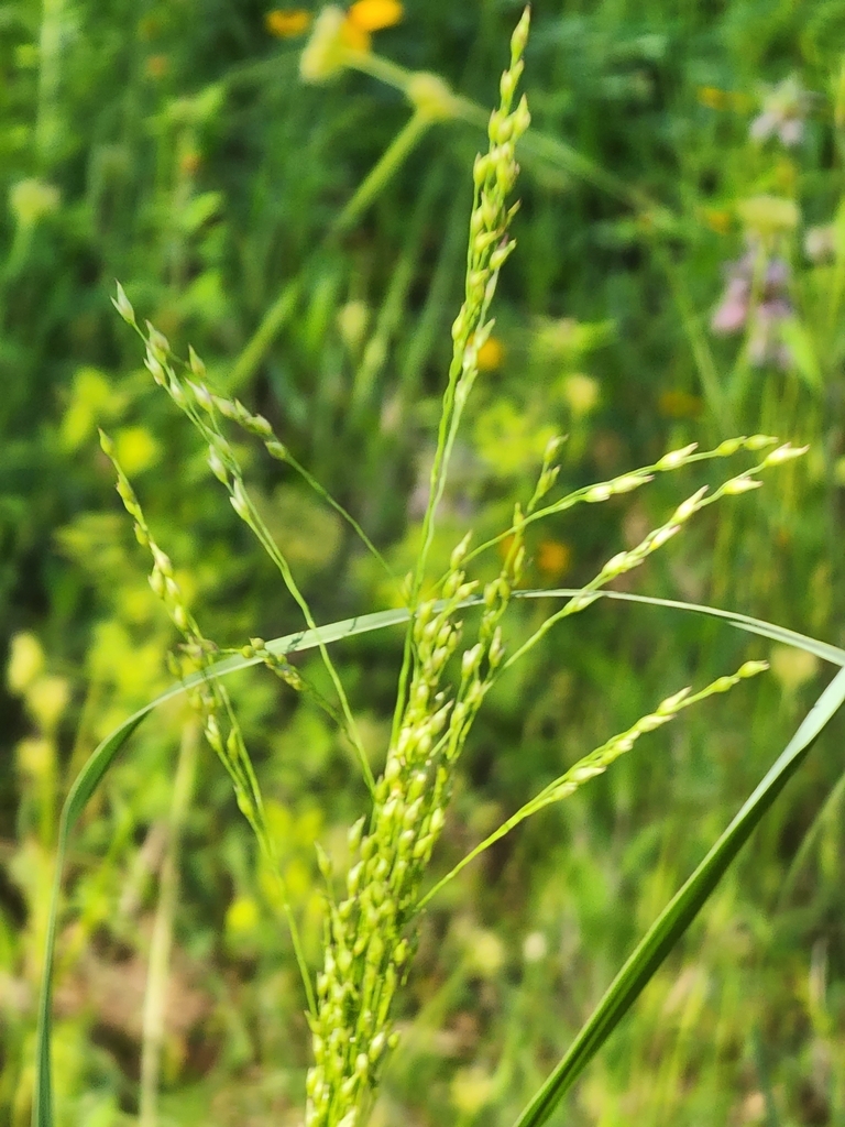 switchgrass from Smithville, TX 78957, USA on May 25, 2023 at 0900 AM