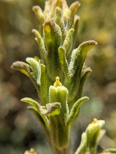Castilleja plagiotoma A.Gray