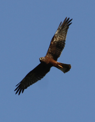 Pied Harrier