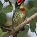 Coppersmith Barbet - Photo (c) Wild Chroma, all rights reserved