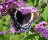 White Admiral × Red-spotted Purple - Photo (c) Curt Lehman, all rights reserved, uploaded by Curt Lehman