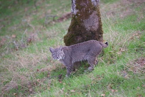 iNaturalist observation photo of Bobcat