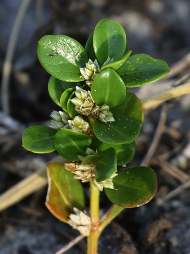 seaside joyweed (Alternanthera maritima)