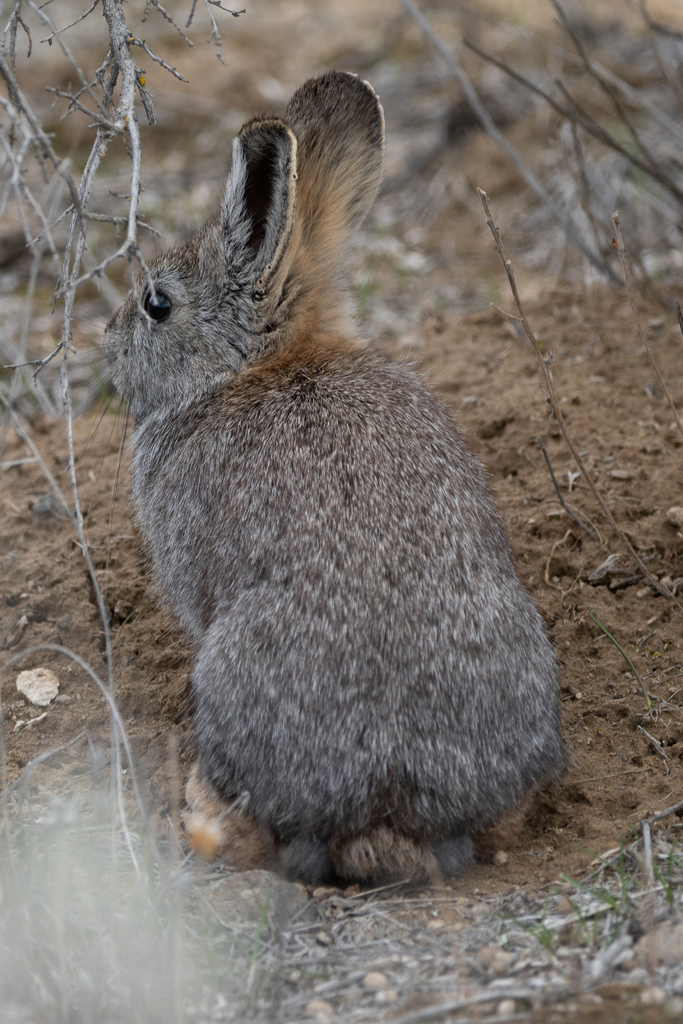 California Pygmy Rabbit Pygmy Rabbit in March 2023 by Mason Maron · iNaturalist