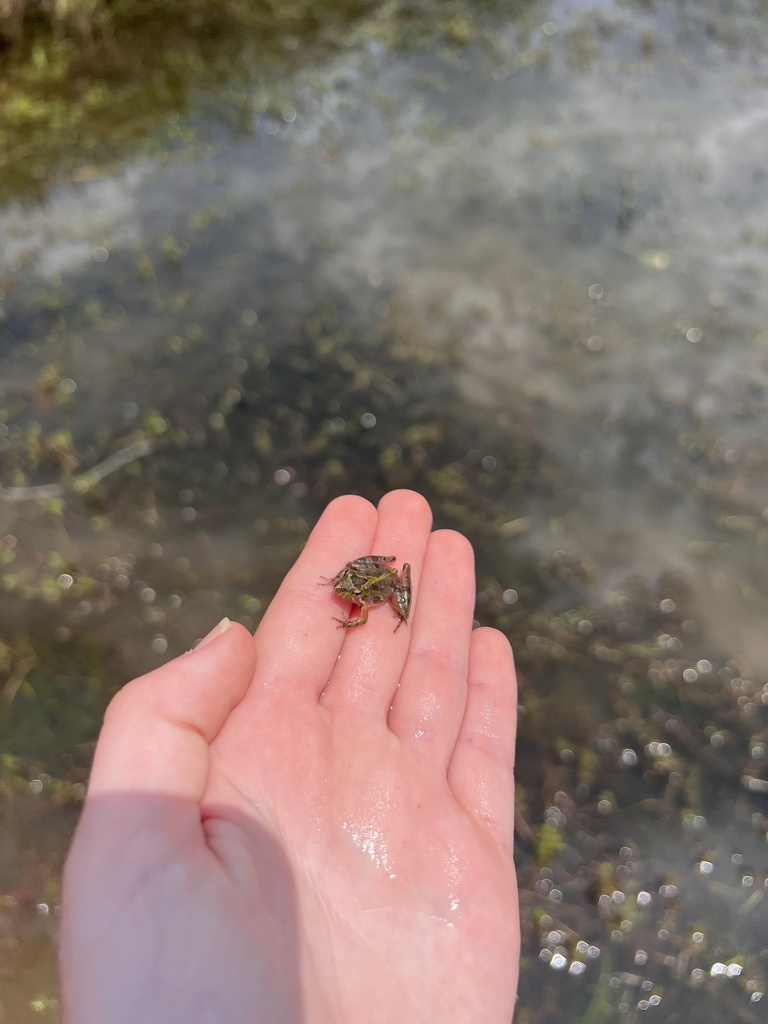 Southern Cricket Frog in May 2023 by Lincoln Butts · iNaturalist