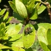Anthophora pilifrons - Photo (c) Jorge Bedoya, all rights reserved, uploaded by Jorge Bedoya